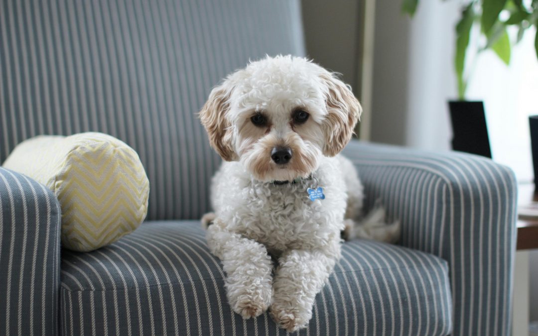 How To Tackle Pet Odors At Home Home